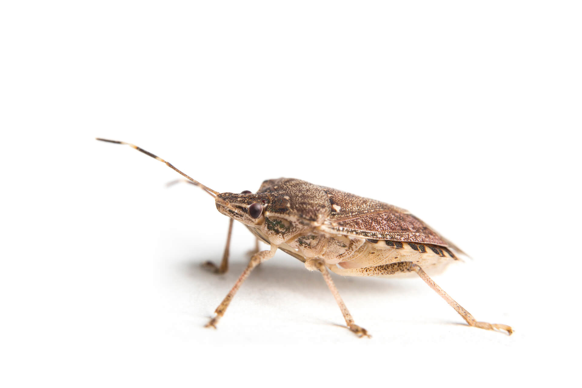 Pest control - insetti e roditori